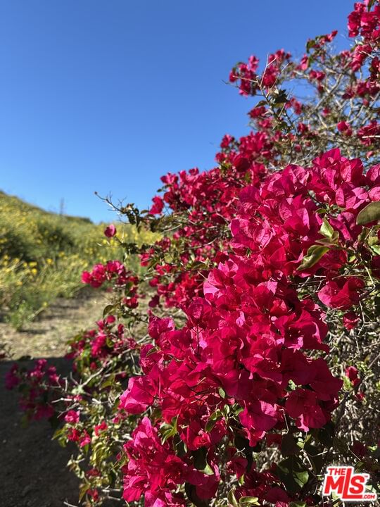 Mulholland photo 39