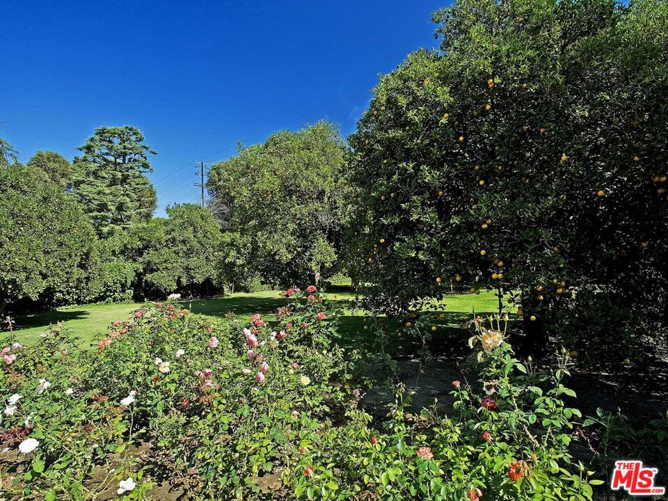 Parthenia photo 6