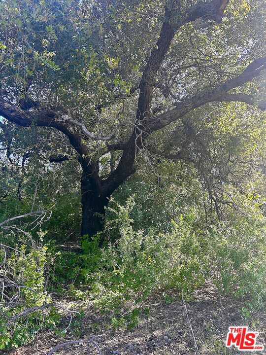 Mulholland photo 6