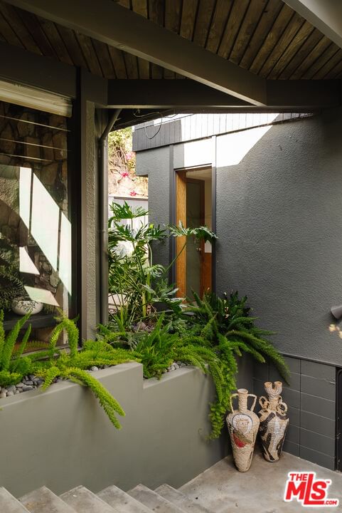 Fern photo 55