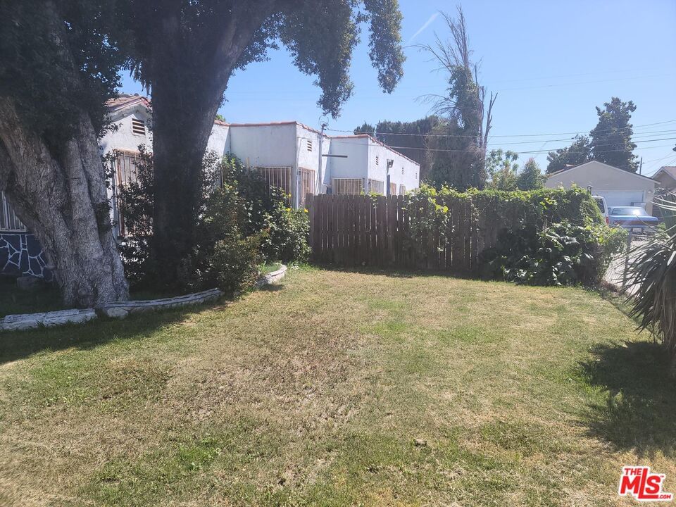 Poplar photo 3
