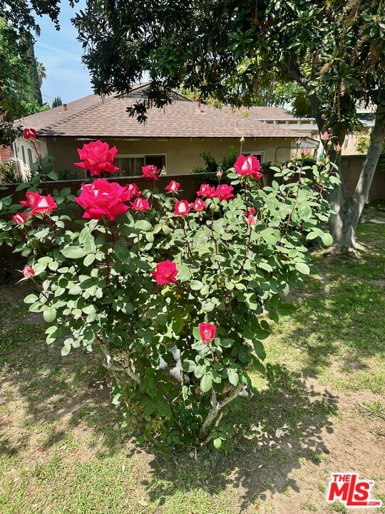 Floral photo 34