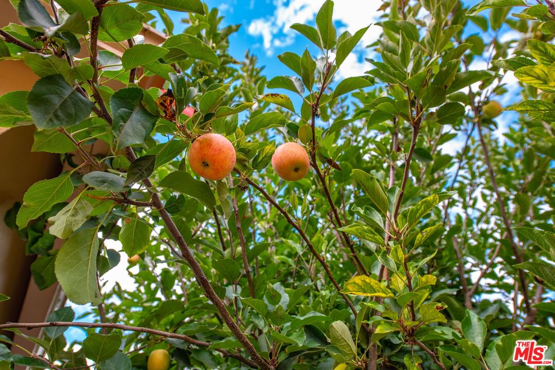 Boxthorn photo 27