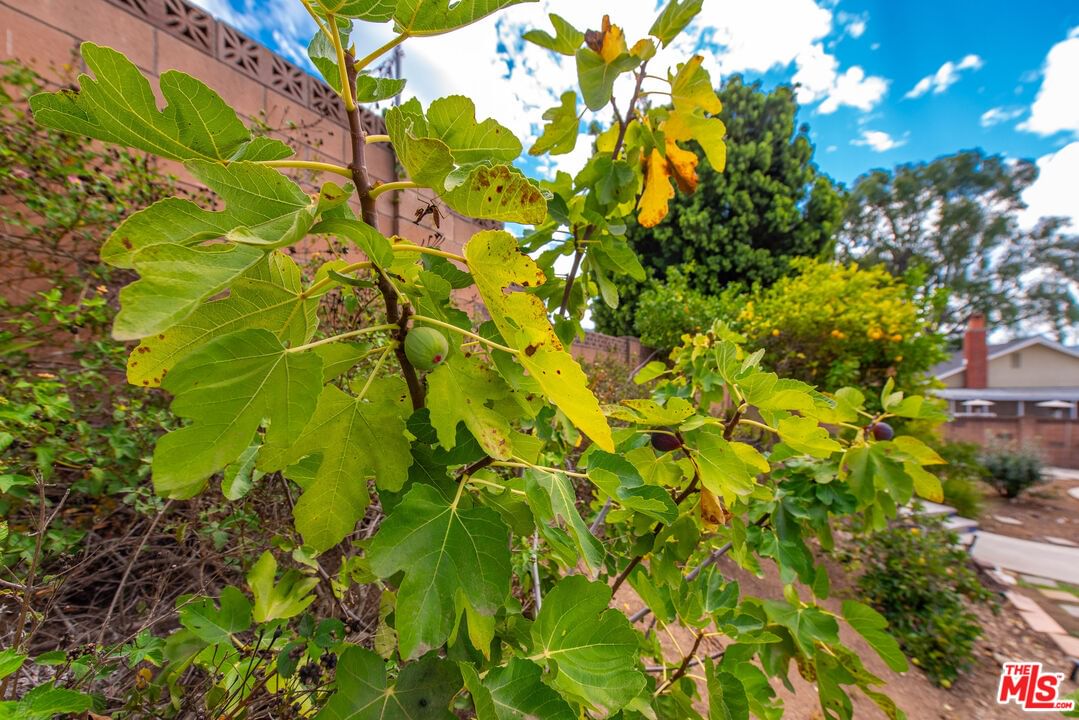 Boxthorn photo 31