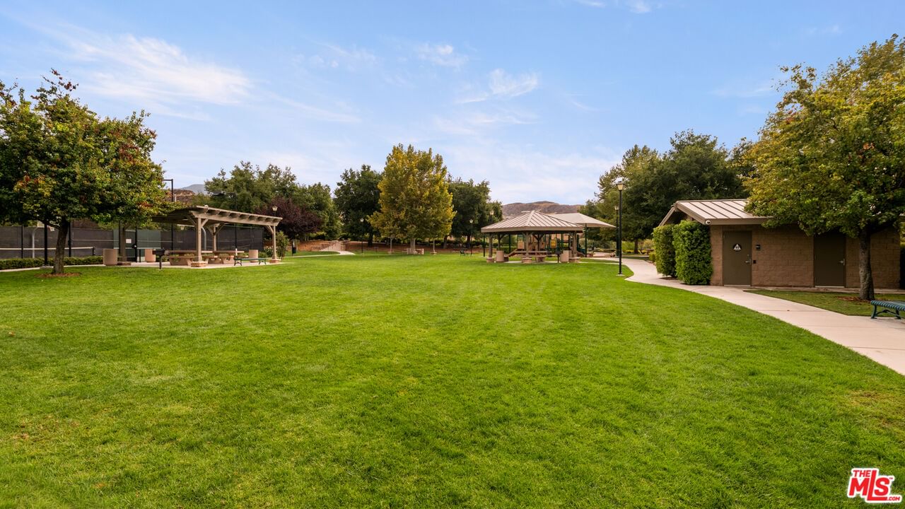 Swan photo 16