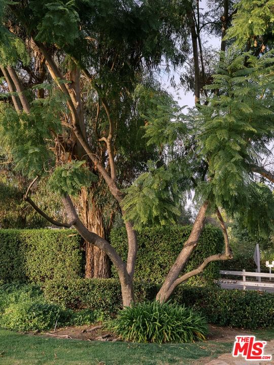 Eucalyptus photo 10