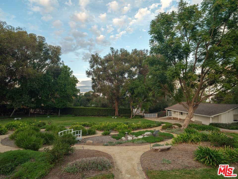 Eucalyptus photo 9