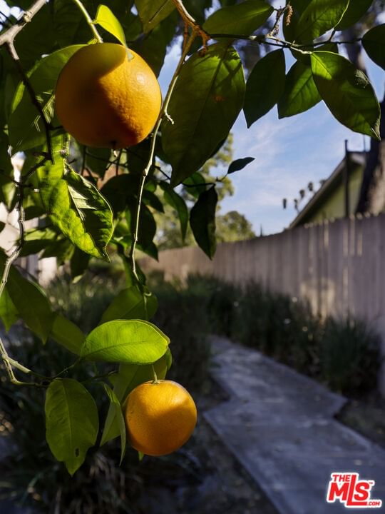 Orange Grove photo 22