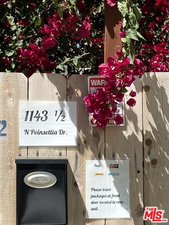 Poinsettia photo 22