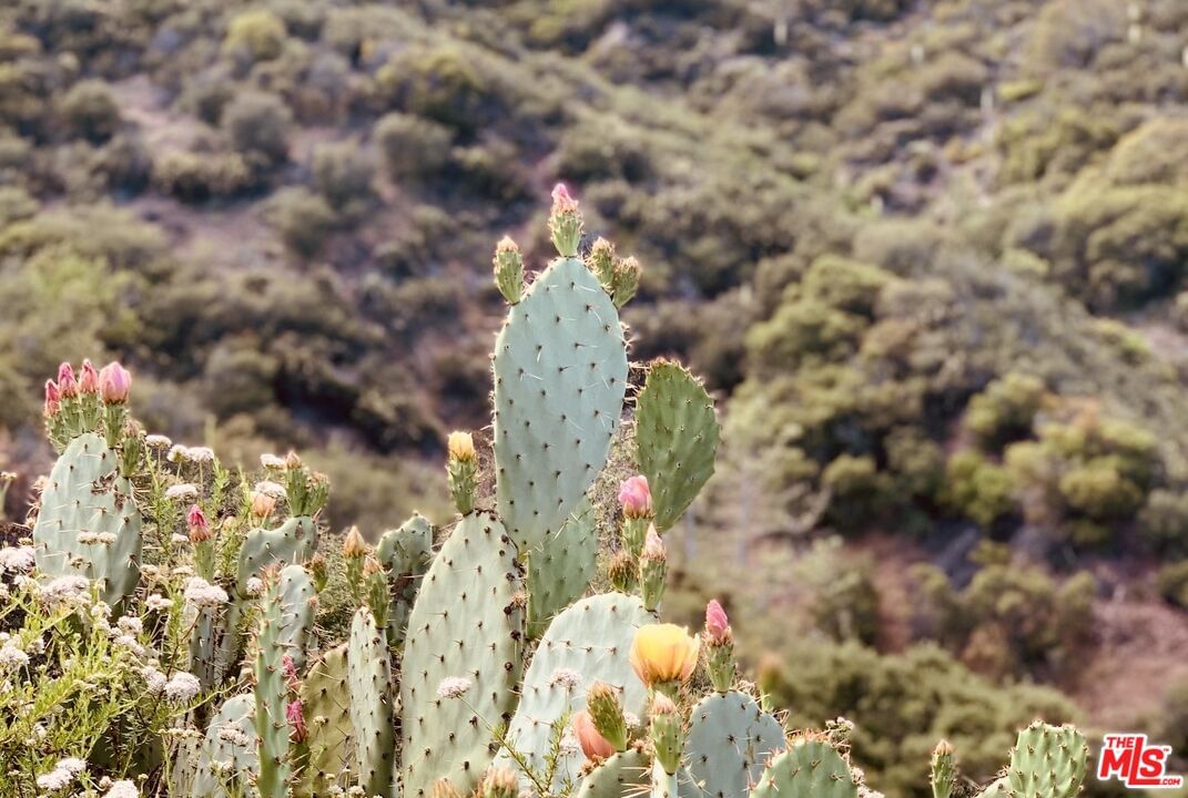 Red Rock photo 22