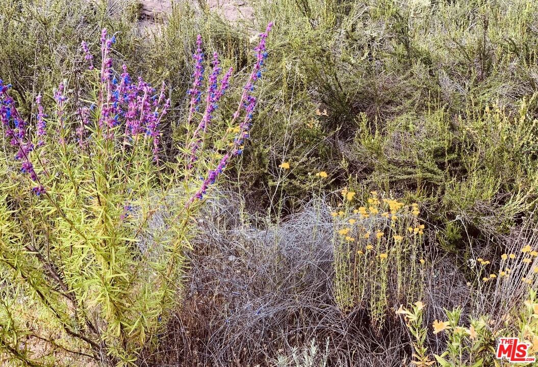 Red Rock photo 23