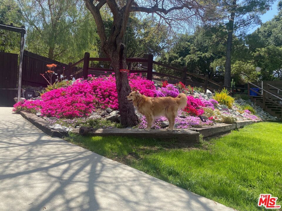 Old Topanga Canyon photo 13