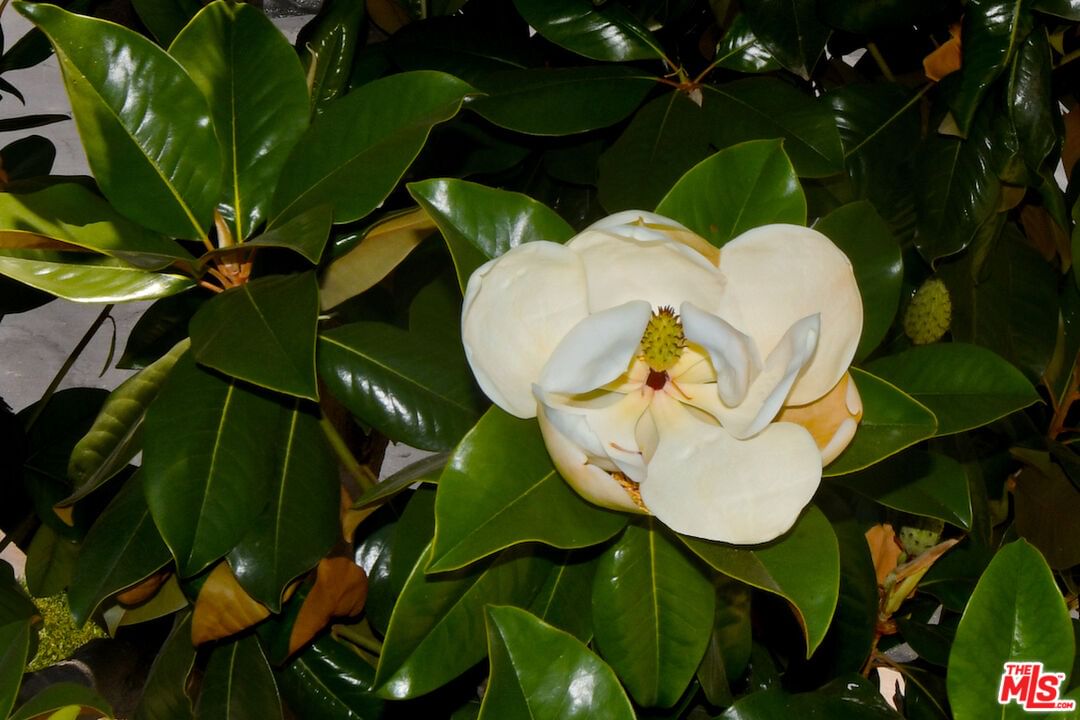 Swanfield photo 44