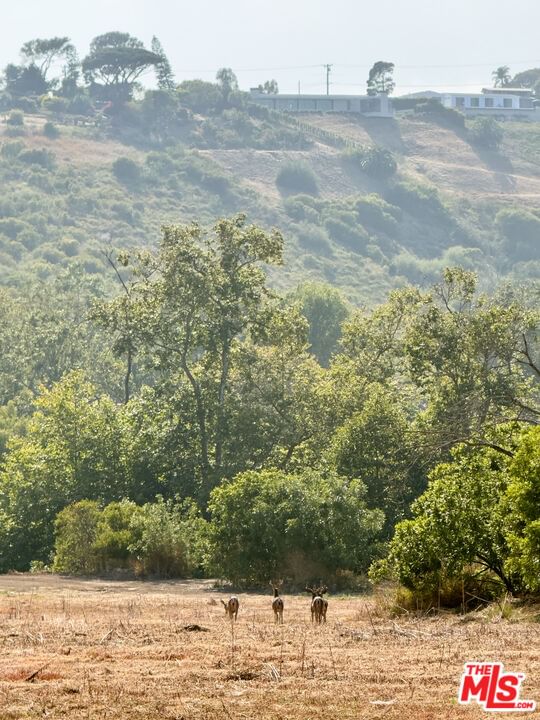 Bonsall photo 5