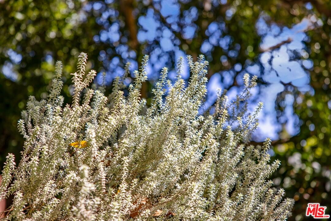 Berkeley photo 31