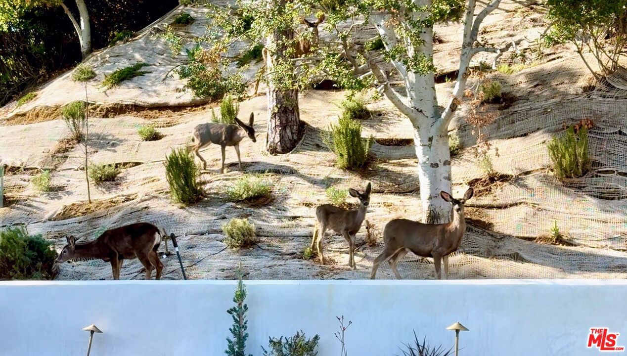 Wrightwood photo 47