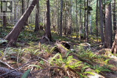 1572 Squirrel Cove Road | Cortes Island British Columbia | Slide Image Thirty-four