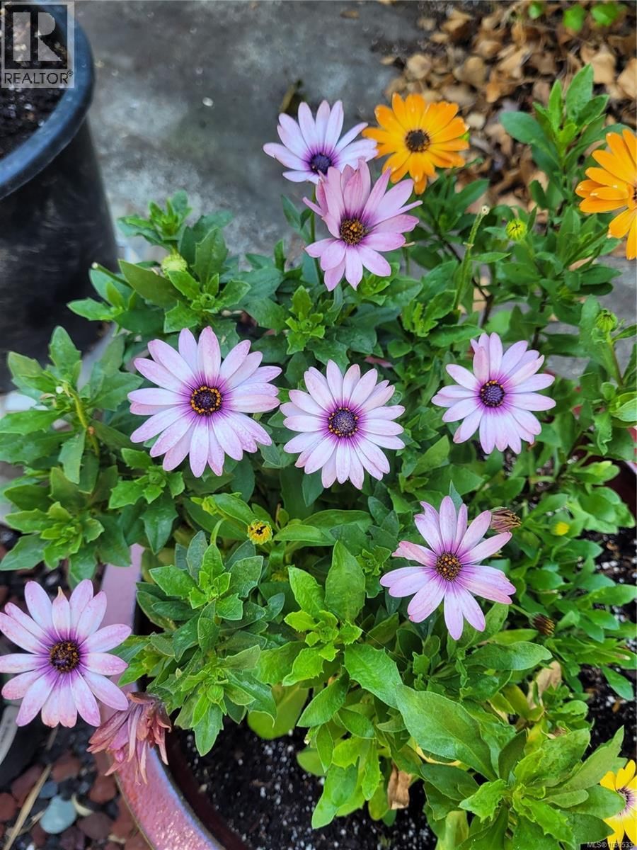 3112 STEELE STREET Image 81