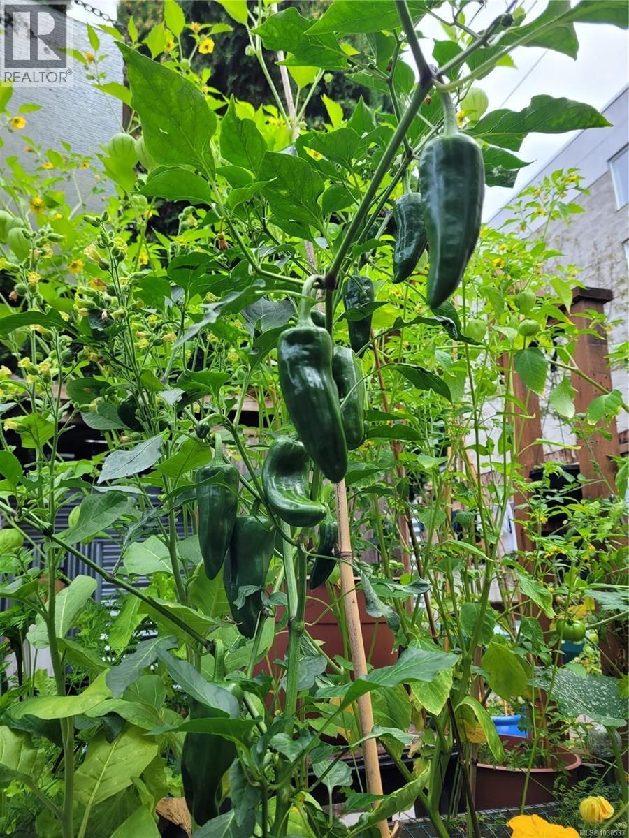 3112 STEELE STREET Image 84