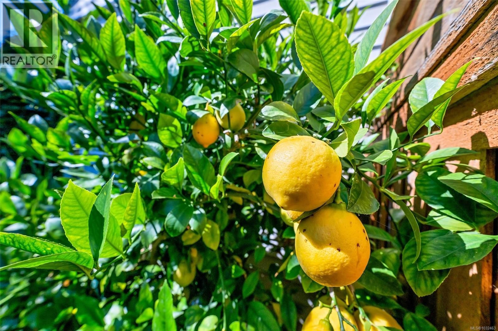 2624 FORBES STREET Image 59