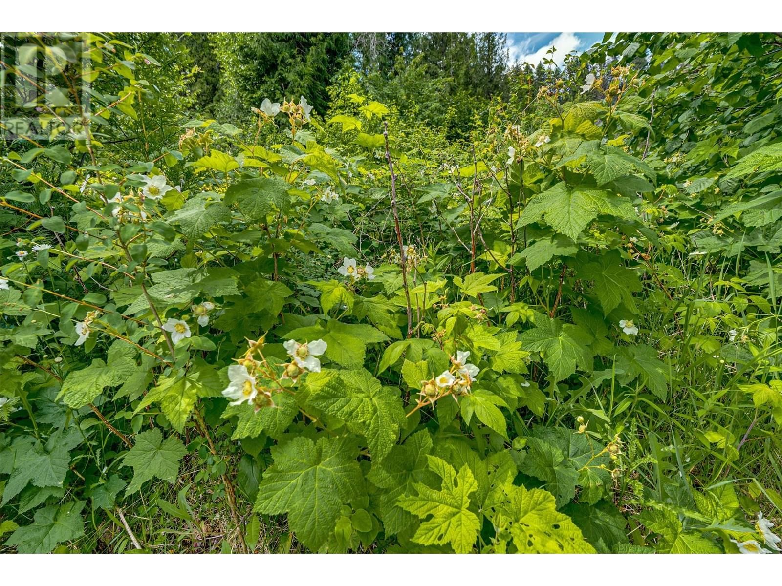 00 RICHLANDS ROAD Image 32