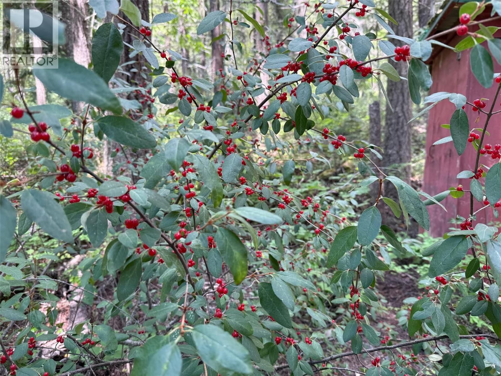 4069 EAST BARRIERE LAKE ROAD Image 9