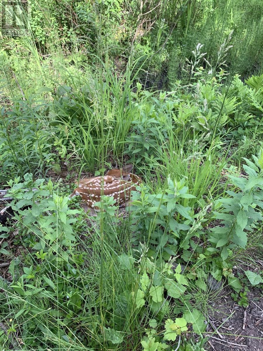 15 COTTAGE LANE Image 19