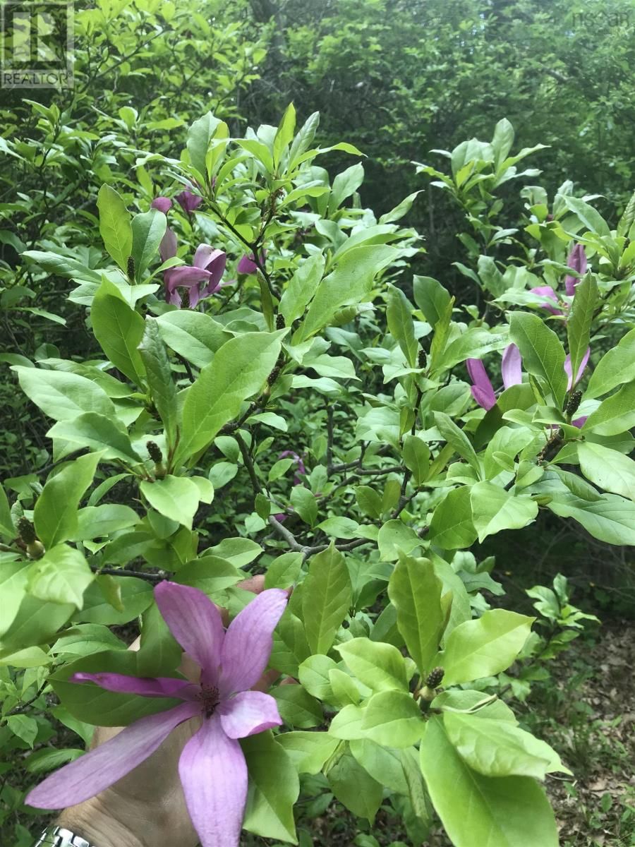 15 COTTAGE LANE Image 4