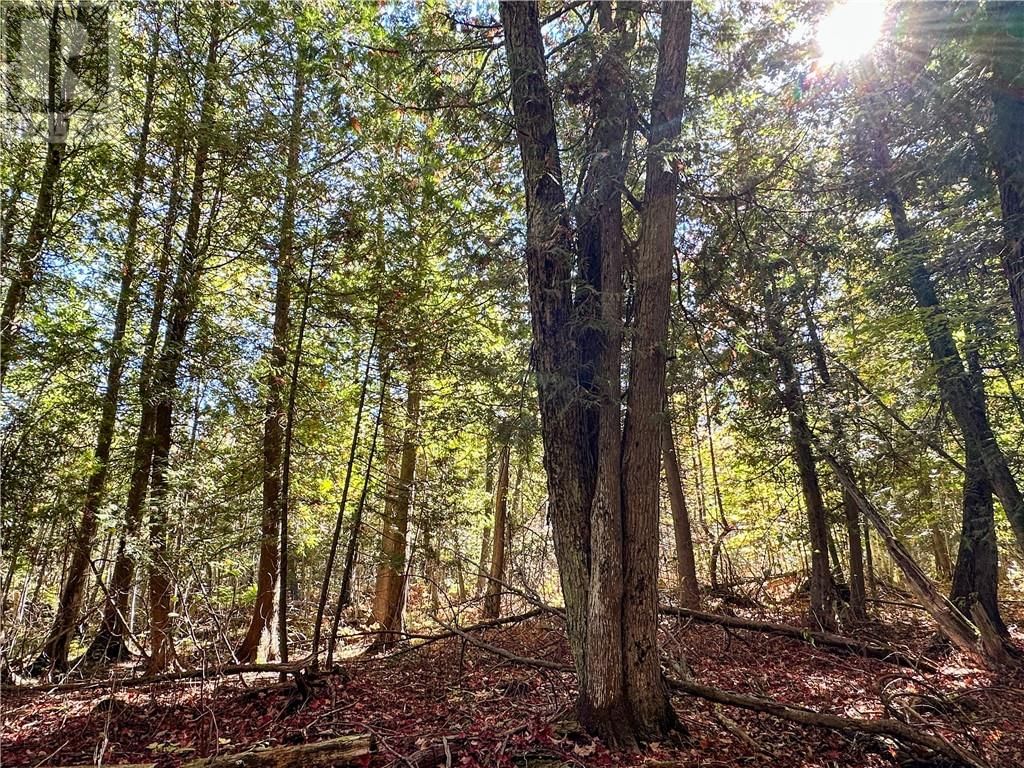 968 ROBERTSON ROAD Image 82