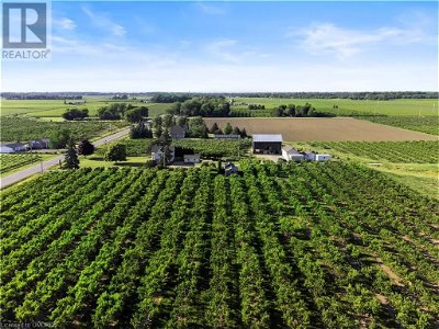 Tree Farms Orchards for Sale