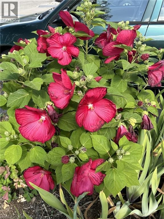 126 SNOWDROP CRESCENT Image 38