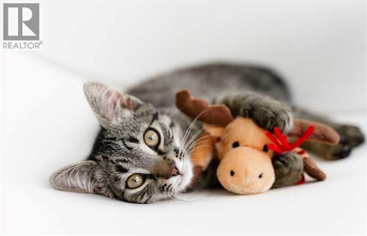 Image #1 of Business for Sale at Airdrie Pet Store, Airdrie, Alberta