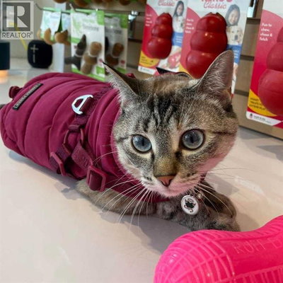 Businesses for Sale in Alberta