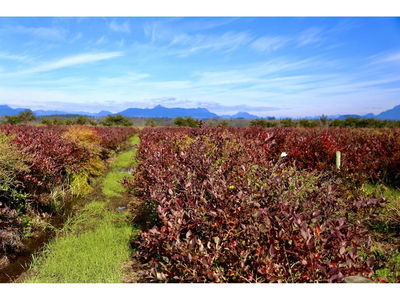 Farms for Sale