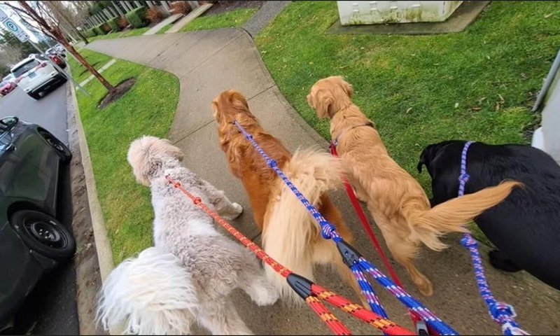 Image #1 of Business for Sale at 152, Surrey, British Columbia