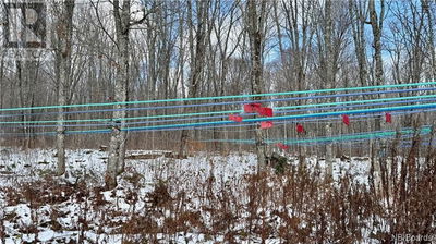 Tree Farms Orchards for Sale