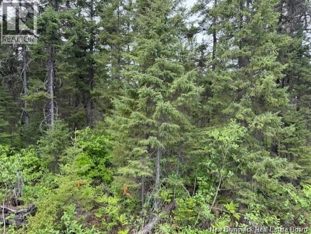 WAYERTON ROAD Image 2