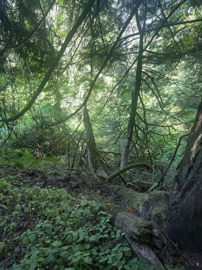 Commercial for Sale in British-columbia