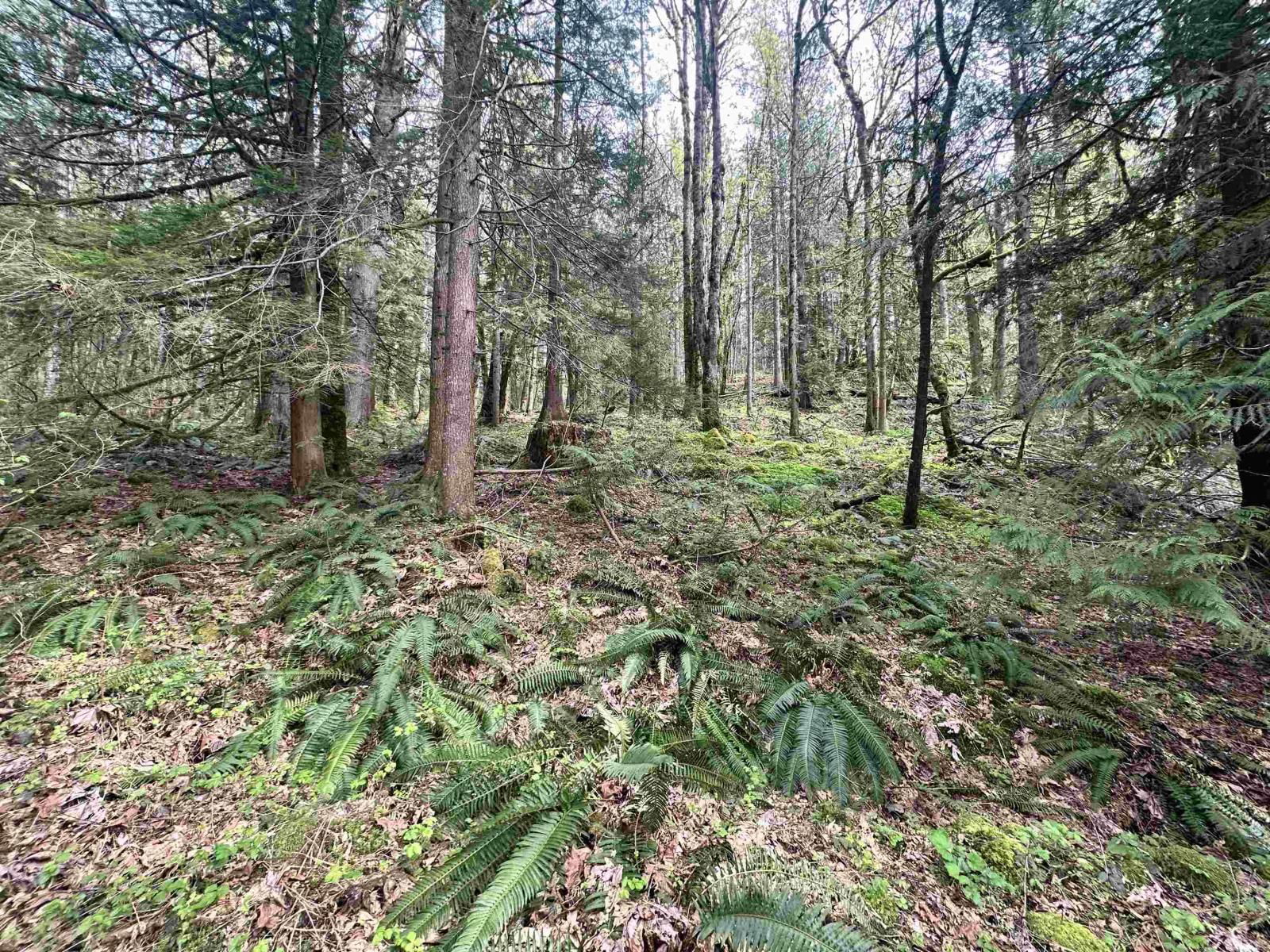 LOT 1 LOUGHEED HIGHWAY|Mt Woodside Image 9