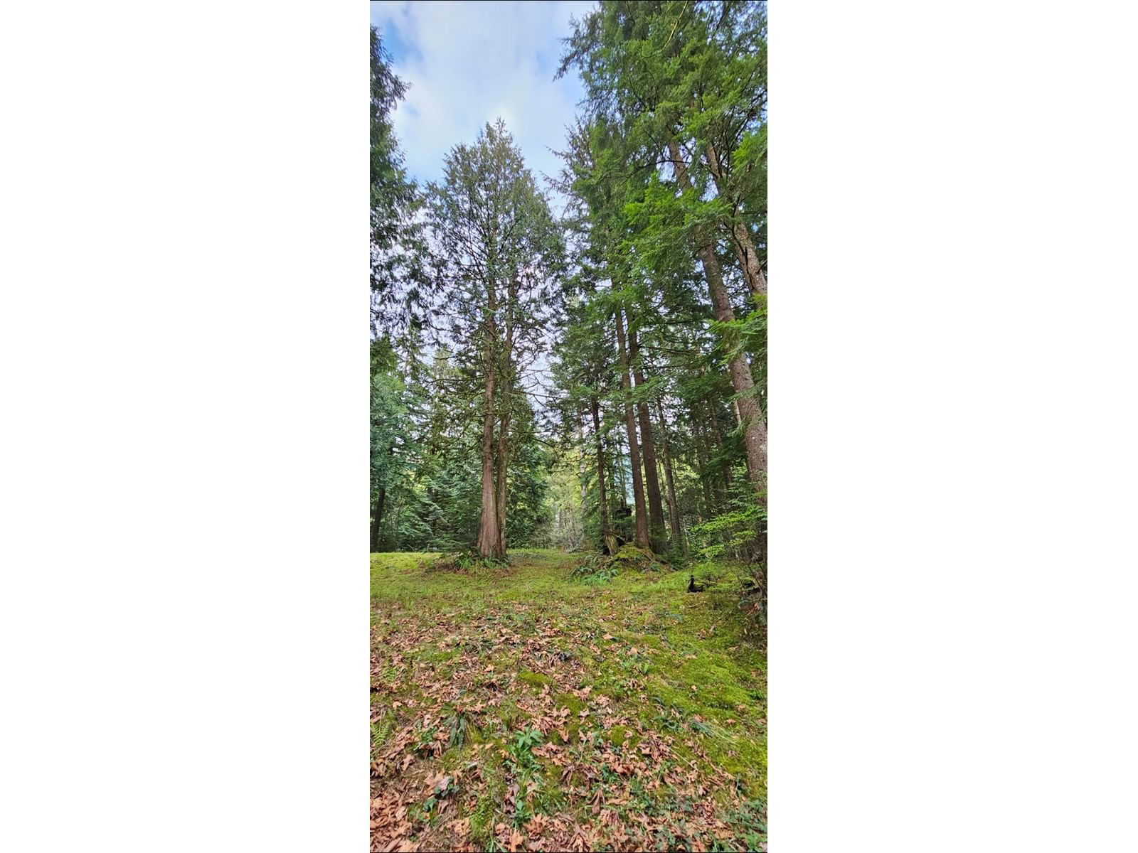 12917 SPRATT Image 7