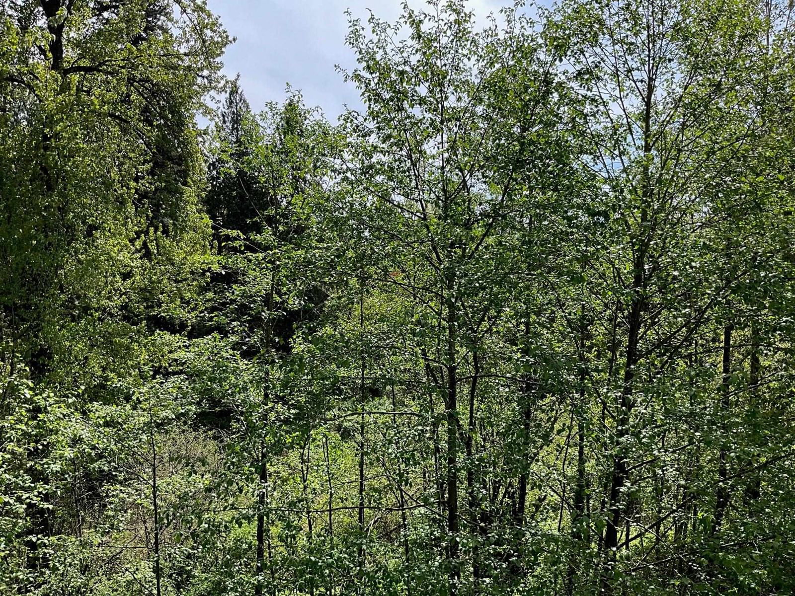 309 - 33318 BOURQUIN EAST Image 38