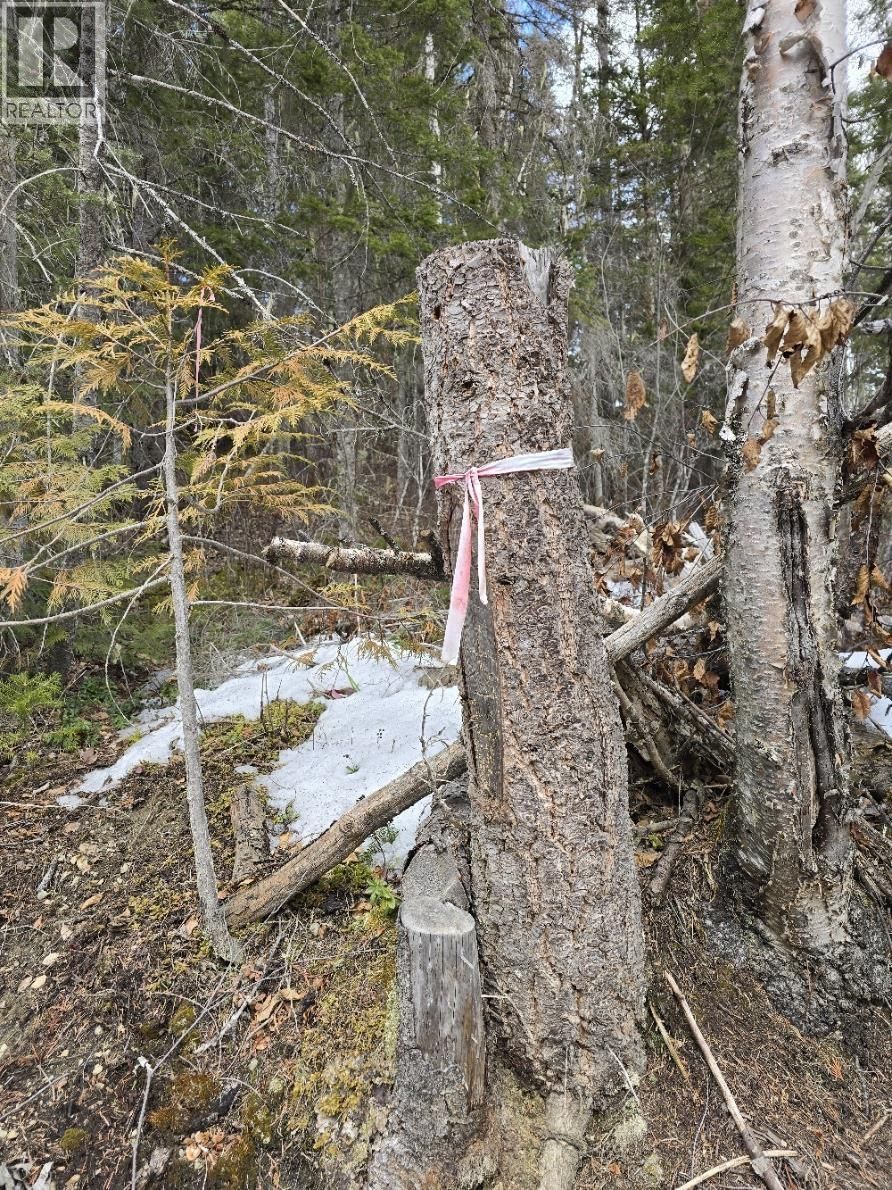 DL11492 QUESNEL LAKE Image 12