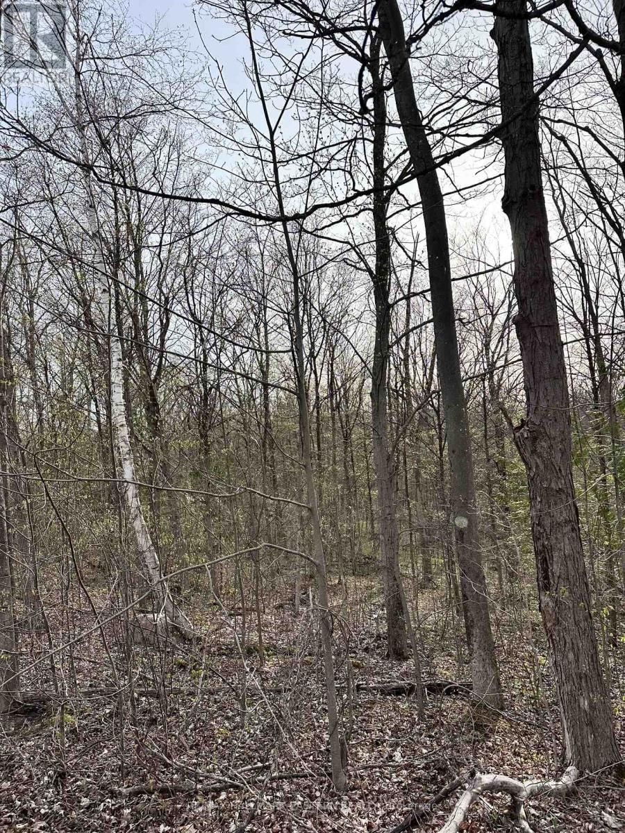 62 TRENT VIEW DRIVE Image 3