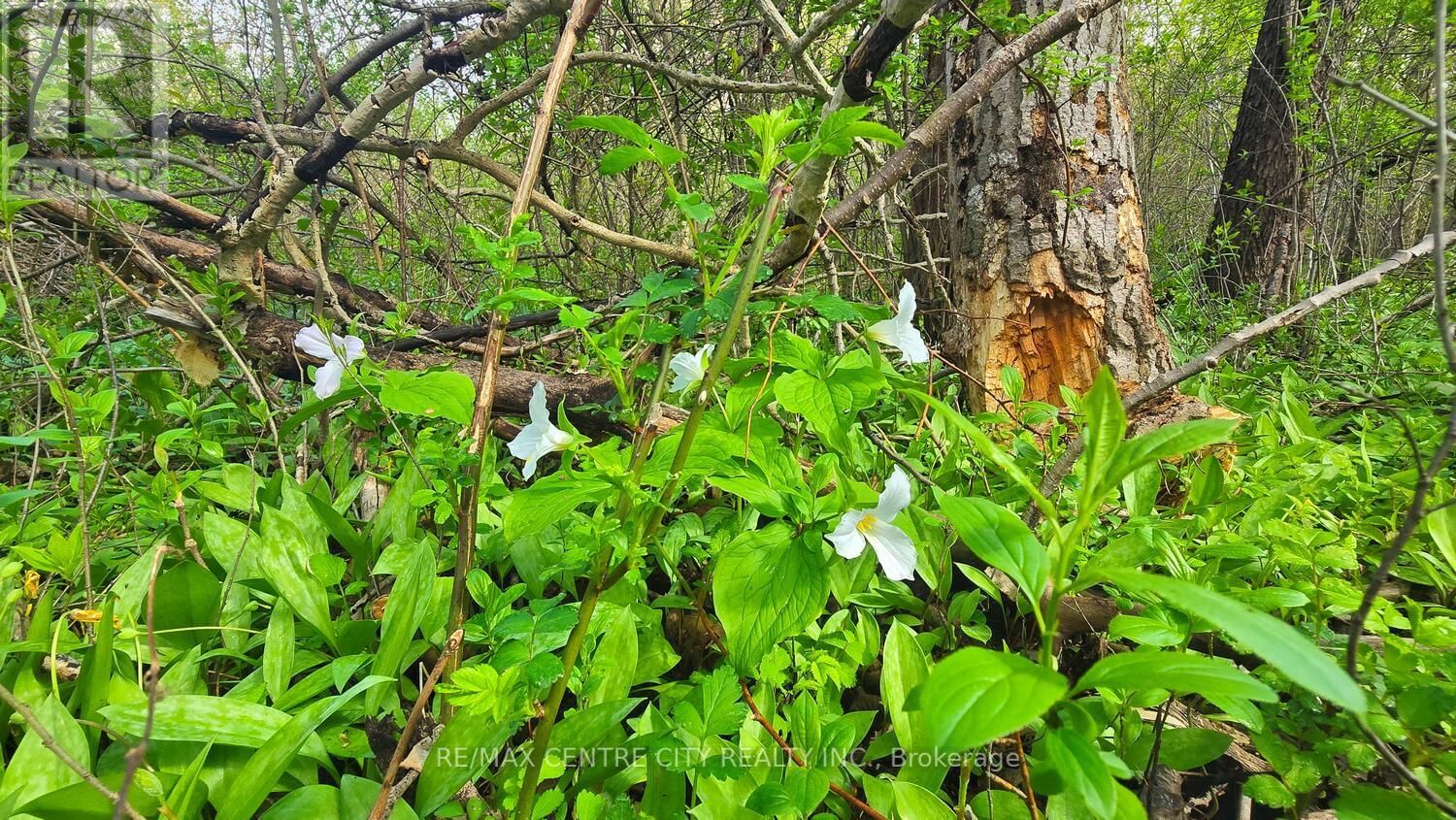 20938 CHERRY HILL ROAD Image 23