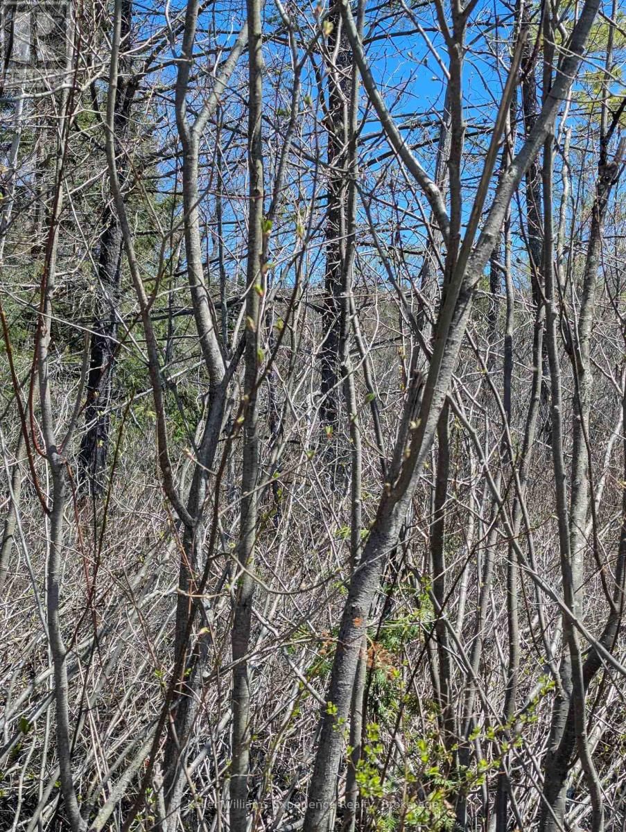 0 N PINE DRIVE Image 8