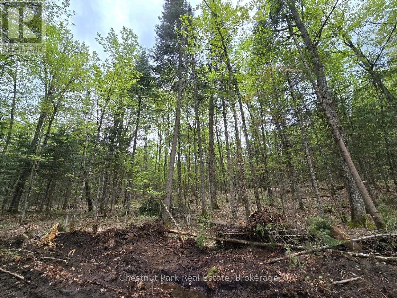 Part 6 ECHO RIDGE ROAD Image 8