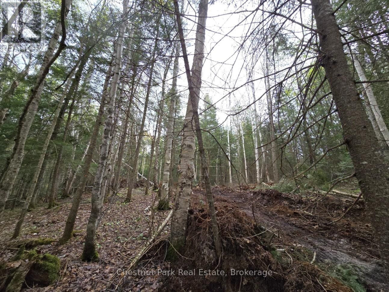 Part 1 ECHO RIDGE ROAD Image 9