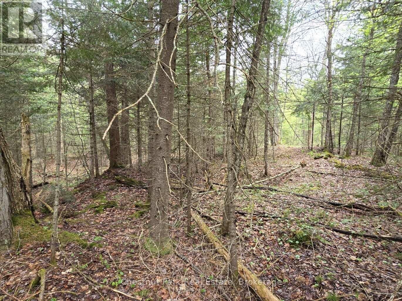 Part 4 ECHO RIDGE ROAD Image 6