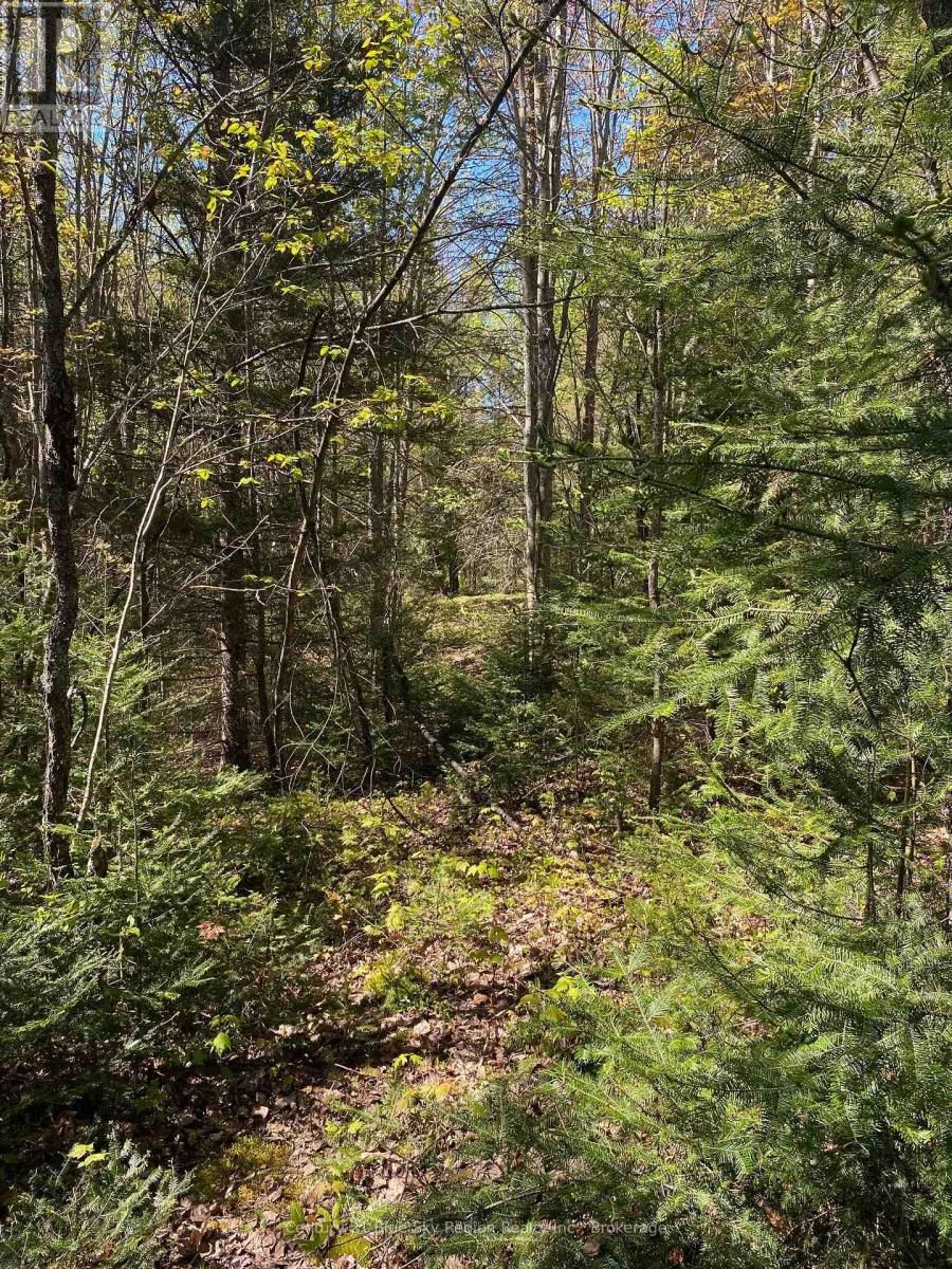 471 WEILER LINE Image 3