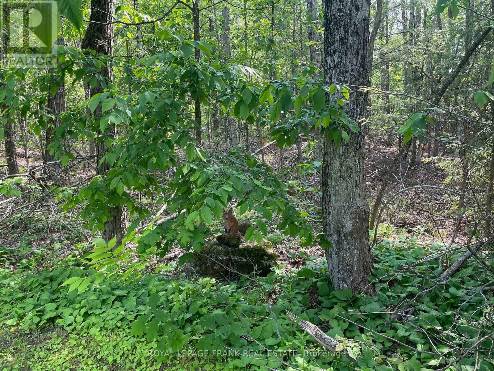 18 EAST BEEHIVE DRIVE Image 49